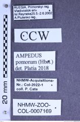 Etiketten zu Ampedus pomorum (Herbst, 1784) (NHMW-ZOO-COL-0007169)